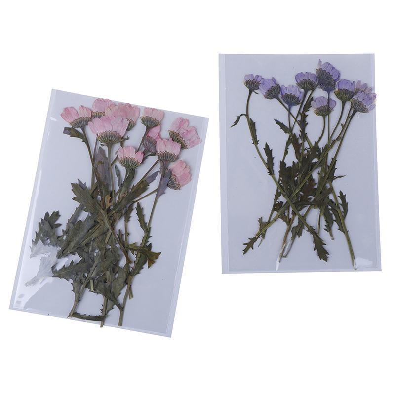 10 Pieces Dried Pressed Flowers Real Rose DIY Handmade Bracelet Resin Crafts