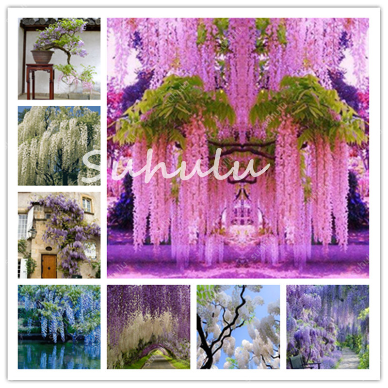 

Wisteria Bonsai 20 Pcs/Pack Seeds Rare Bonsai Wisteria Tree Bonsai Garden Ornamental Plant Flower Purple 100% True For Home Garden