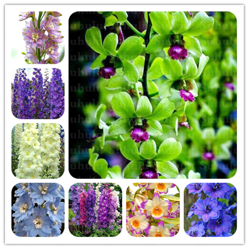 

200pcs Seeds Colorful Dendrobium Bonsai Plants Potted Rare Orchid Flower Plants For Home Garden,The Budding Rate 95%