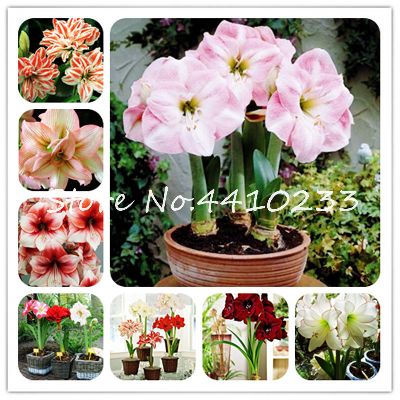 

200 Pcs Mixed Amaryllis Bonsai Flower Perfume Barbados Lily Cheap Flower Bonsai plant seeds Pot Plant, Hippeastrum Bonsai For Home & Garden
