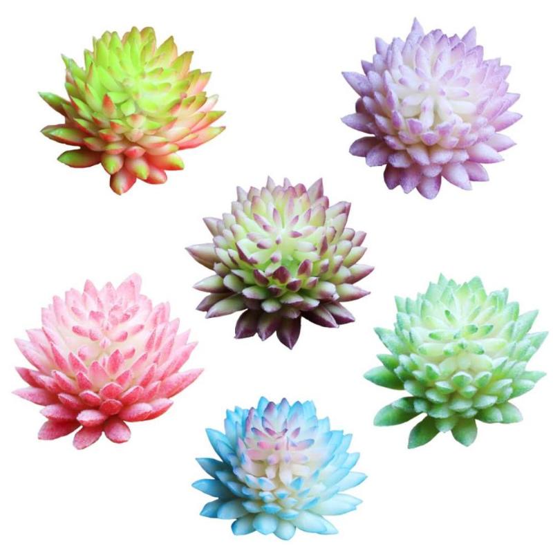 

Succulent Chihuahua Succulent Jiwa Lian Yang Guifei Fan ° Your potted flower head trinket