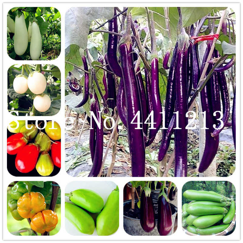 

100 Pcs Black Purple Yellow Eggplant,Italian Eggplant Bonsai plant seeds,Rare Aubergine, Organic Fruit Vegetable,Plant for Home Garden