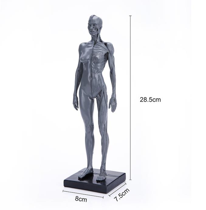 

Arts with the human musculoskeletal anatomy model painting art sculpture CG teaching reference model 30 cm