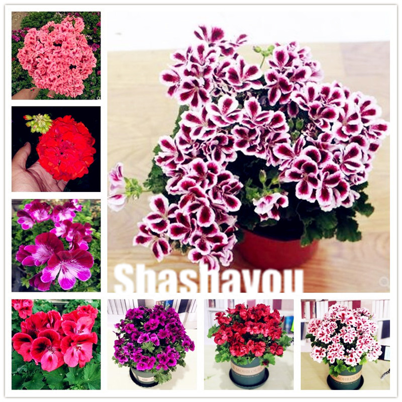 

Hot sale! 200 Pcs Seeds Rare Color Geranium bonsai,Perennial Flowers Garden Bonsai Flower plants,Easy Growth Indoor Bonsai Home Garden
