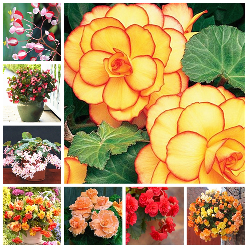 

200 Pcs/bag Seeds Mixed Begonia Flower Potted Bonsai Indoor Decoratie Beautiful Garden Wall Plant Home Decor For Christmas Tree