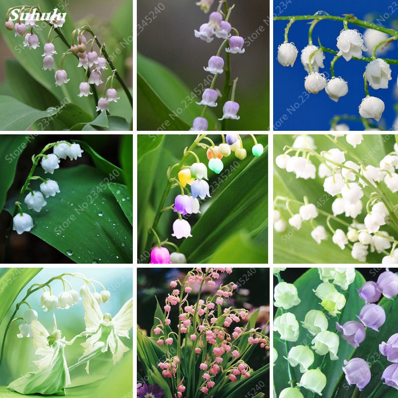 

200 pcs/ bag Seeds Exotic Lily Valley Flower Perennial Balcony Bonsai Potted Climbing Bell Orchid Plant for Home Garden Planting
