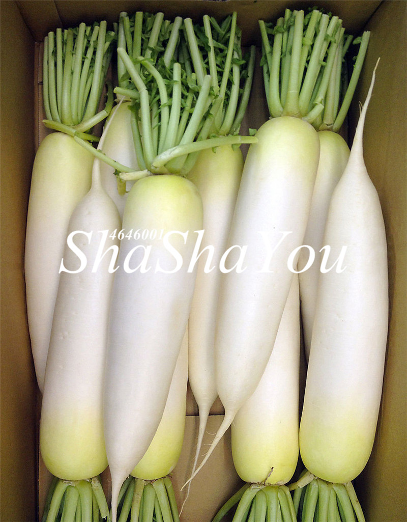 

200 Pcs Seeds Sweet White Radish Bonsai Vegetables plants,Non-Gmo Vegetable Bonsai plant,Garden Nutritious Fruits Planting