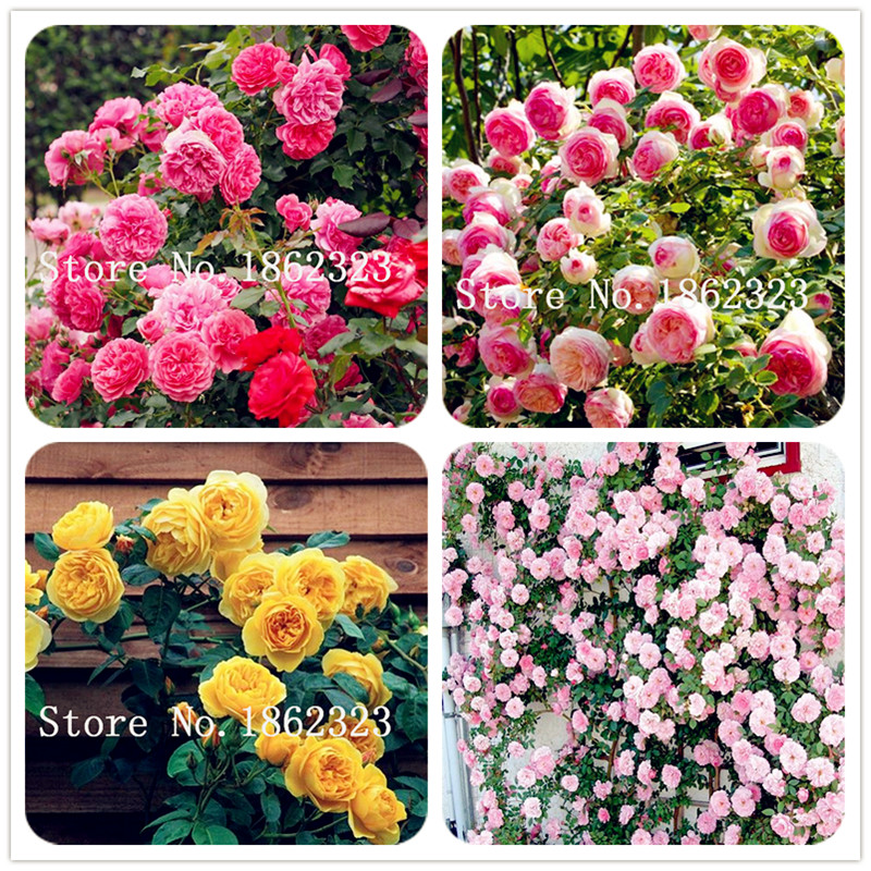 

Bonsai plant seeds 20pcs Bonsai Rare Chinese Peony Planting Greenery Flower Terrace Courtyard Garden Paeonia flower Home Garden easy to grow