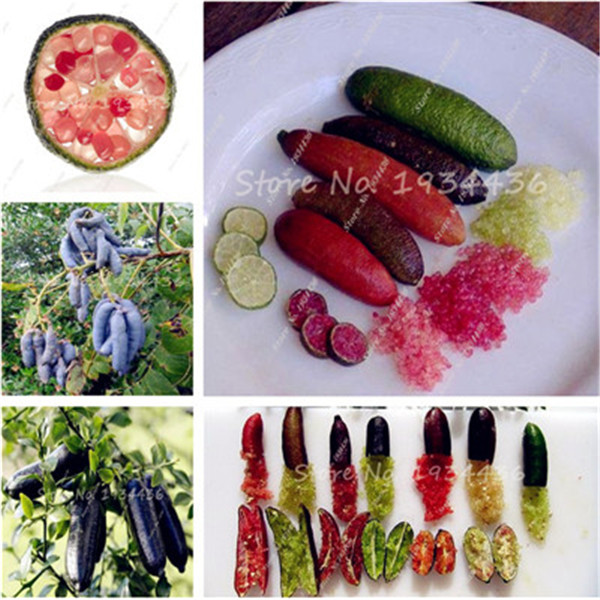

Garden Decorations 100 pcs Seeds Bonsai Finger Lime plant Rare Pomegranate bonsai Organic Healthy Fruit Balcony Courtyard Potted Plants