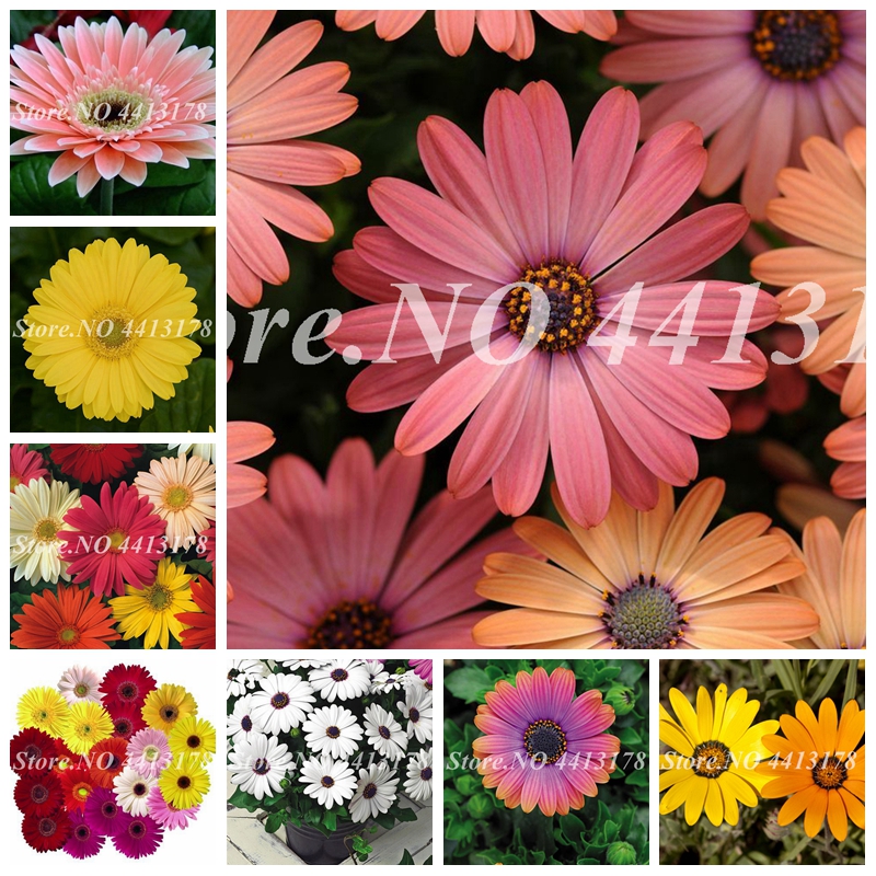 

Hot 200 pcs Seeds Bonsai Daisy Plants Outdoor Chrysanthemum Flower Beautiful Potted Flore Plants for Home Garden Planting Easy Grow