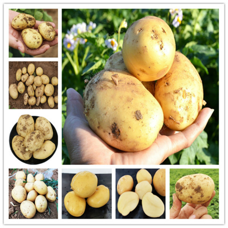 

Hot Sale! Flowers Potted gift 200 Pcs Seeds Yellow Potato plants Bonsai Tree Vegetable Bonsai Plant for Home garden