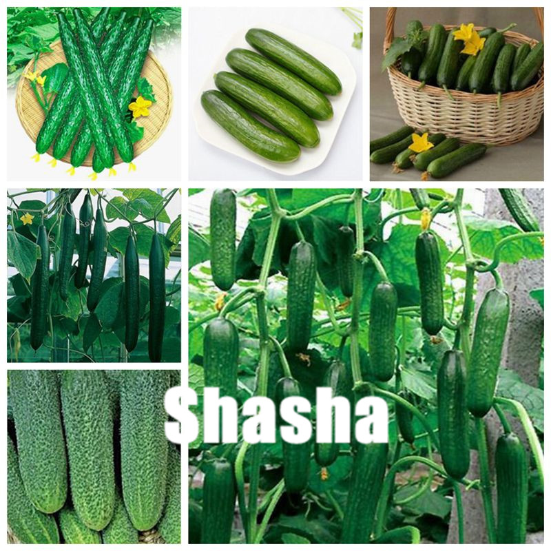 

200 pcs Seeds Mini Green Cucumber Long Japanese Cucumber bonsai In Bonsai Delicious Vegetable And Fruit bonsai For Home Garden