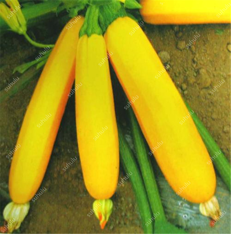 

50 Pcs Rare Yellow Zucchini Plants seeds Freshly Easy Grow Good Taste Home Bonsai Balcony Organic Vegetables Bonsai DIY Potted garden