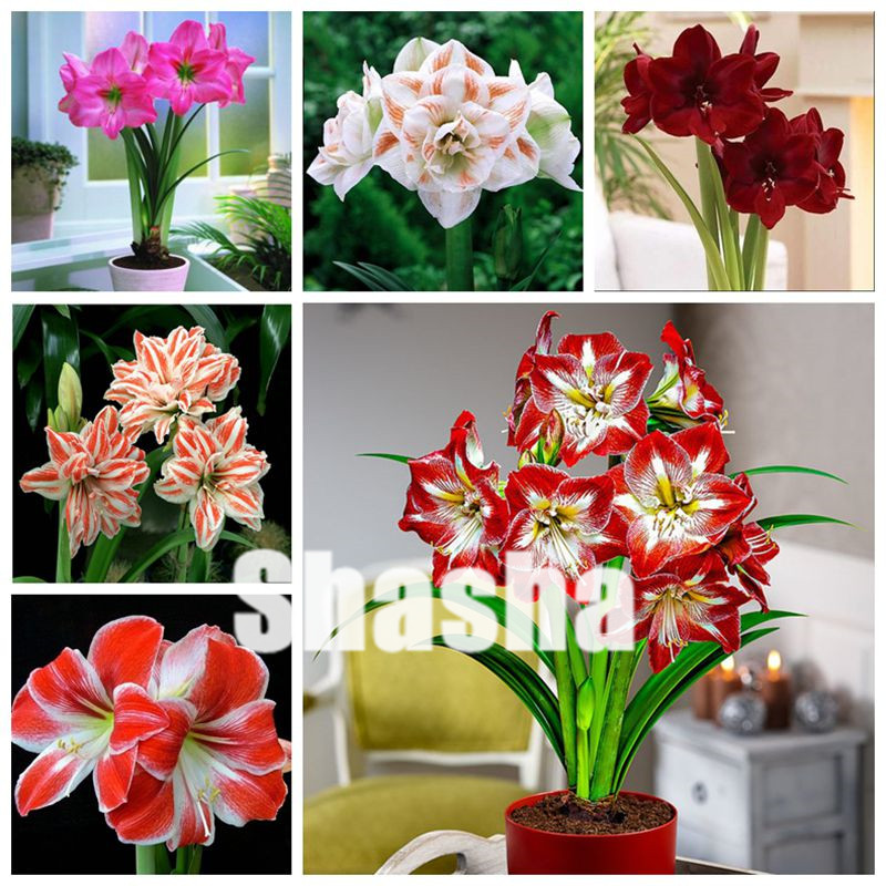 

200 pcs/bag Seeds Amaryllis bonsai Not Bulbs Bonsai Flower potted plants,Hippeastrum flower for home&Garden Barbados Lily Flower pot