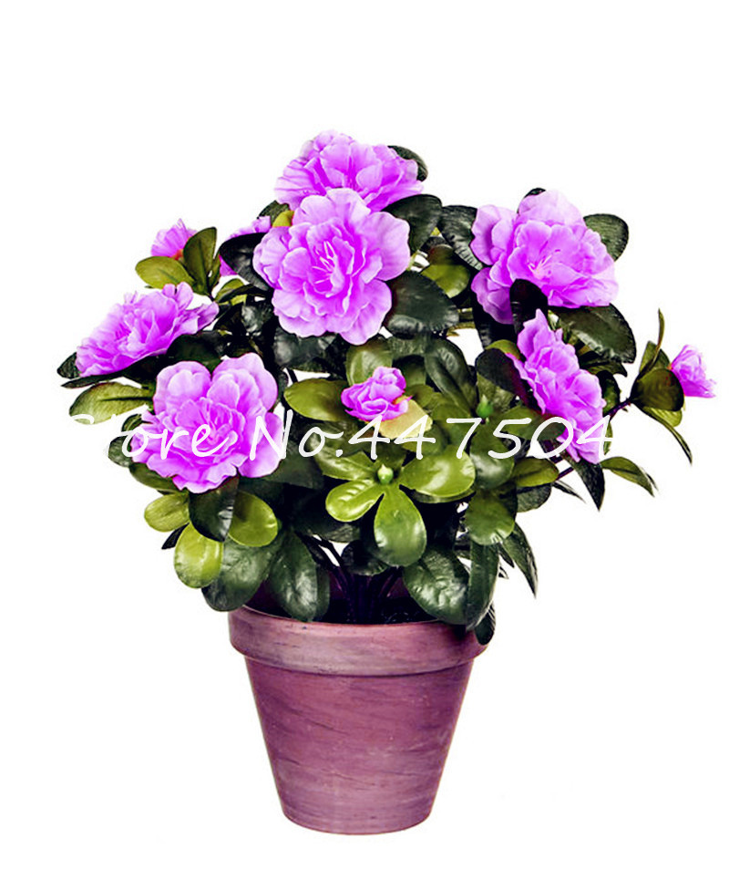 

Sale! 500 pcs per bag Japanese Seeds Rhododendron Bonsai,Rhododendron Azalea Outdoor Flower Bonsai Tree DIY Plant Home Garden Easy to Grow