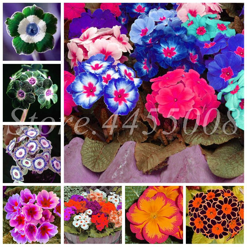 

200 Pcs/ Bag Seeds Europe Mix Colors Primula Acaulis Bonsai Potted Plant Primrose Rare Flower For Home Garden Indoor Pot Planting