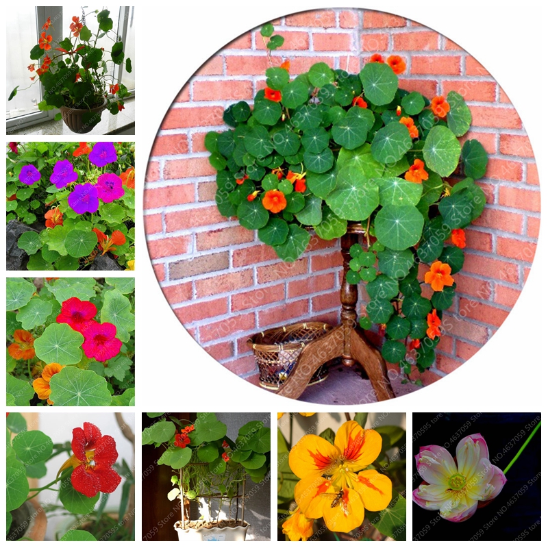 

10 pcs/ bag Beautiful Nasturtium Bonsai Rare Ornamental Potted Garden Plant Outdoor Tropaeolum Majus Flower Easy Grow Planting