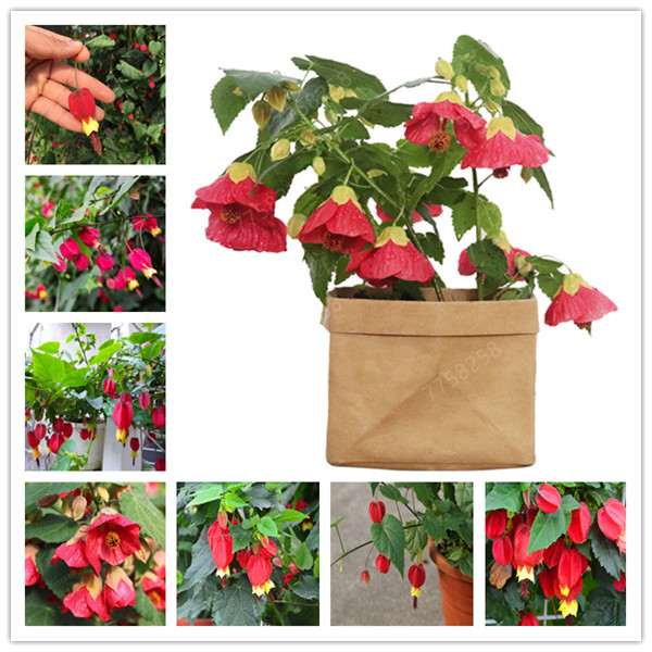 

200 Pcs Seeds Bell Orchid Bonsai Flower Campanula Bonsai Flower Seedling Convallaria Plant Abutilon megapotamicum Pot For Home Garden