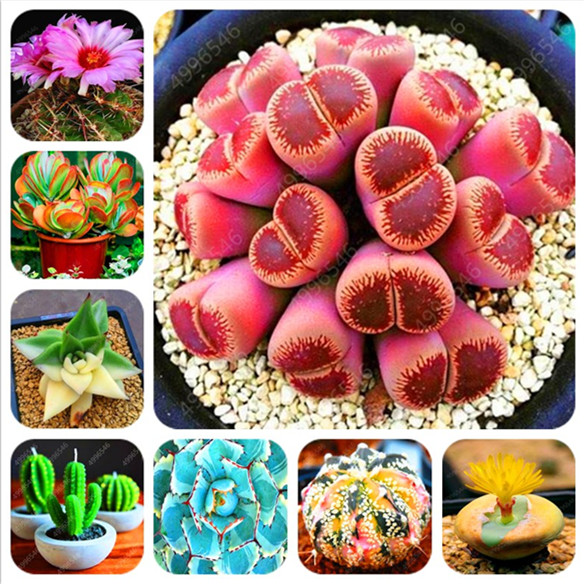 

100/bag real mini juicy cactus bonsai rare juicy perennial herb flowers indoor plants home garden decoration
