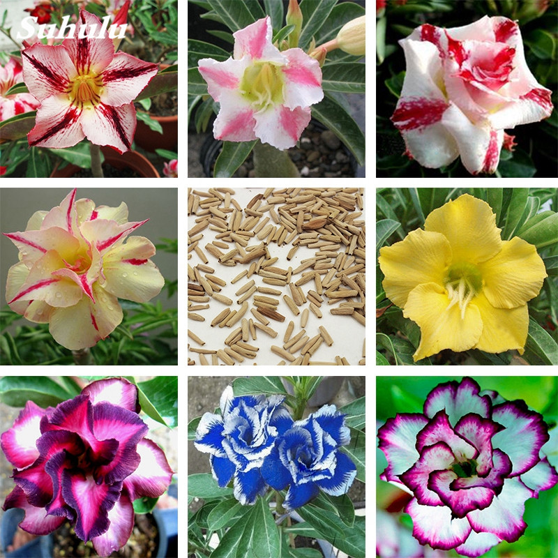 

10 pcs / lot 100% True Desert Rose Seeds Bonsai Ornamental Plants Balcony Bonsai Potted Flowers Drawf Adenium Obesum for Garden