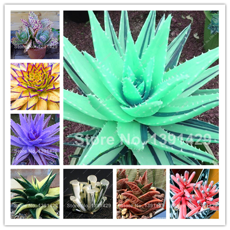 

200 Pcs Rainbow Aloe Vera Bonsai plant seeds Rare Succulent Lucky Aloe Plants Indoor Bonsai Edible Beauty Fruit Vegeable Pot Plant Easy Grow