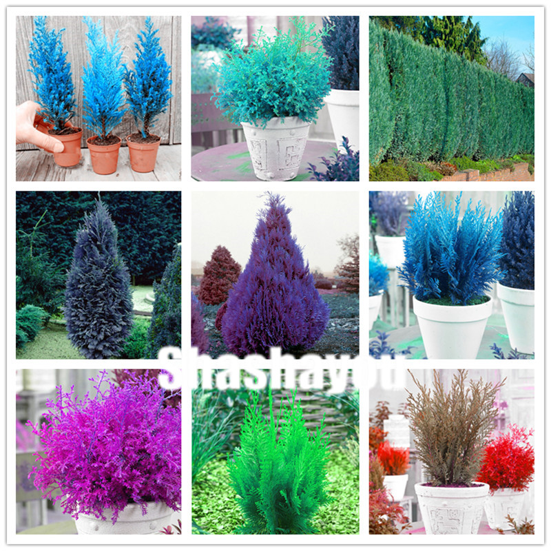 

100 pcs Blue Cypress seeds Garden Supplies Trees plants seeds Rare Platycladus Orientalis Oriental Arborvitae plants Conifer plants DIY Home Garden