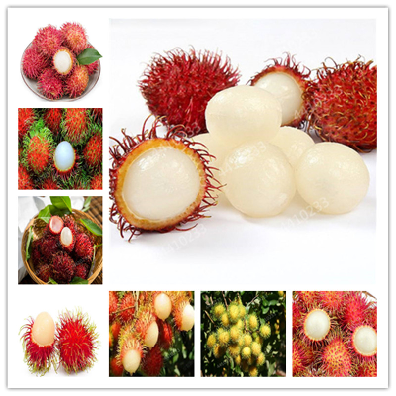 

100 Pcs Mixed Rambutan Bonsai, Malaysia Miracle Delicious Fruit Tree,Sweet Giant Plant Tree Plant For Home Garden Gift For Kids