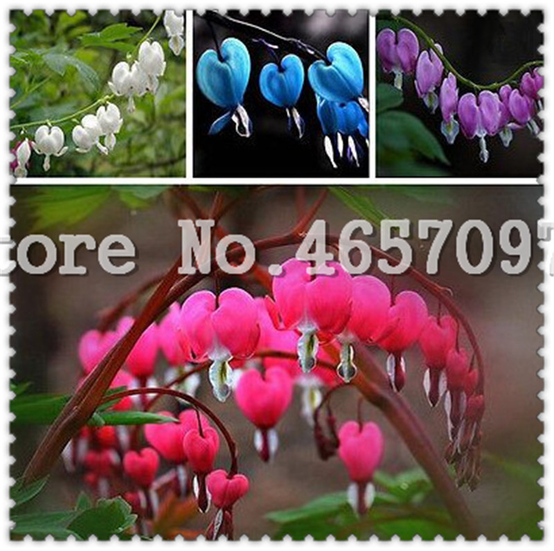 

300 pcs Heart Flower bonsai Dicentra spectabilis Sweet Heart Wallet Peony Flowers For garden plant Rare Shade Perennial flower seeds