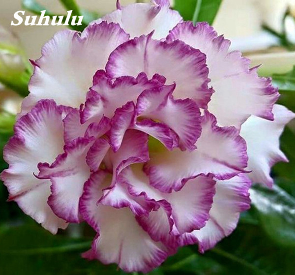 

Garden Decorations 5 PCS adenium Flower Seeds Bonsai Rare Plant for Home Courtyard Planting Purify The Air Absorb Harmful Gases