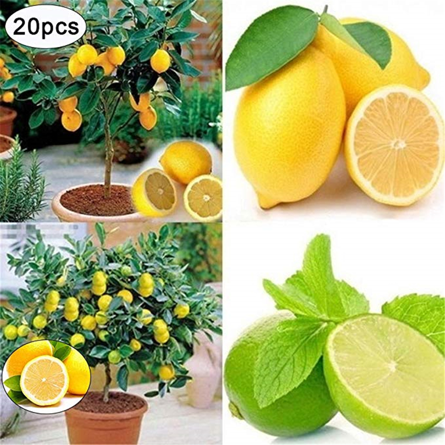 

20x Lemon tree Seeds Heirloom Garden Tree Outdoor Fruit Indoor Rare Organic Seed