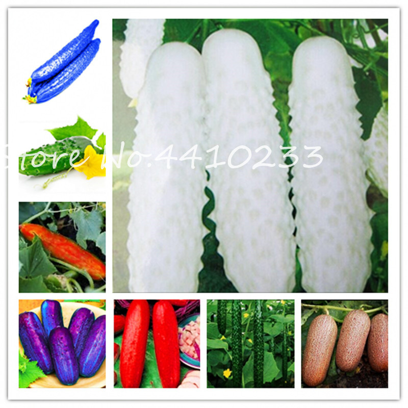 

Sale ! 50 Pcs Cucumber Bonsai Rare Non-Gmo Delicious Cucumber Fruit & Vegetable Plant Green Food Diy For Home Garden Planting