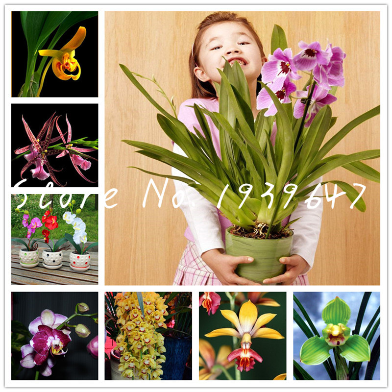 

300 pcs Rare orchid flores,rare orchid Bonsai Mix plantas monkey face flower plant seeds Natural growth flower Bonsai Mix for home