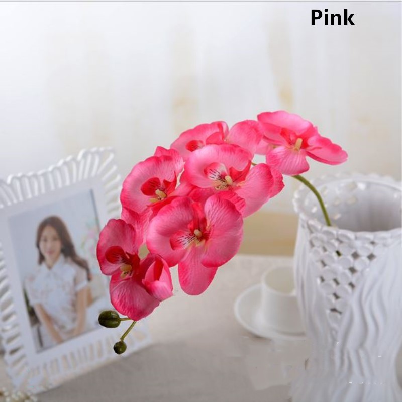 Pink Phalaenopsis