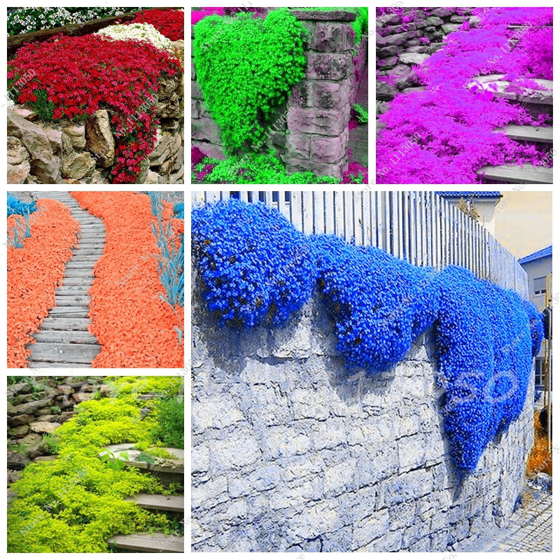

Rainbow Creeping Thyme bonsai plants seeds Blue ROCK CRESS plants- Perennial Ground Cover Flower ,Natural Growth for Home Garden 500 Pcs/bag