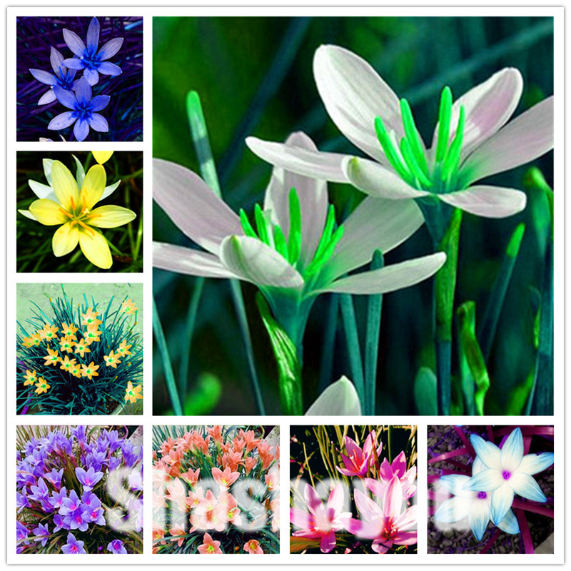 

Sale Seeds! 2000 pcs Zephyranthes Candida Bonsai (onion Orchid ) Mini Zephyr Lily Planting Balcony Indoor Flower Plant for Home Garden