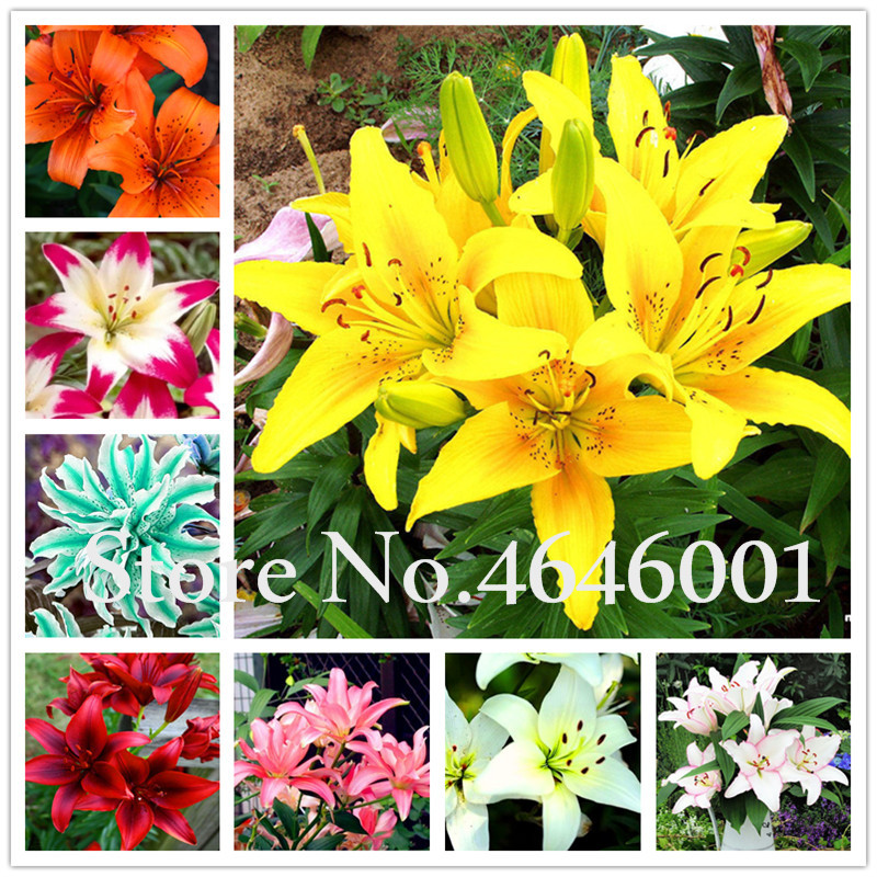 

200 pcs/ bag Seeds Exotic Bonsai Potted Toad Lily Plants Outdoor Blooming Aromatic Lilum Flower Ornaments for Home Garden Easy to Grow