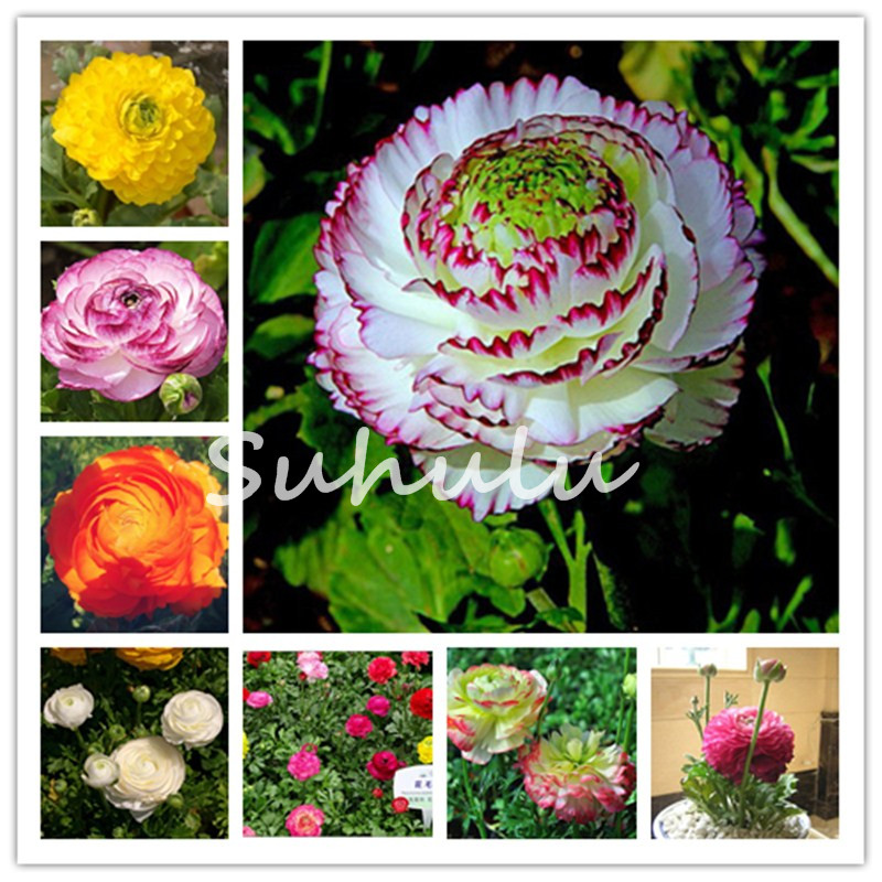 

400 Pcs Seeds Rouge Ranunculus Flower Bonsai Perennial Indoor Bloom Plant Home Diy Persian Buttercup Potted Flower Plant Free Shipping