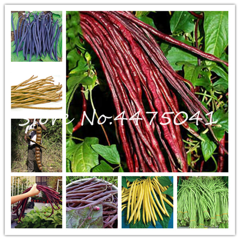 

Hot 50 Pcs/Bag Colorful Bean Bonsai plant seeds Delicious Vegetable Plant Phaseolus Vulgaris Plant, Green Beans, Natural Growth, For Garden