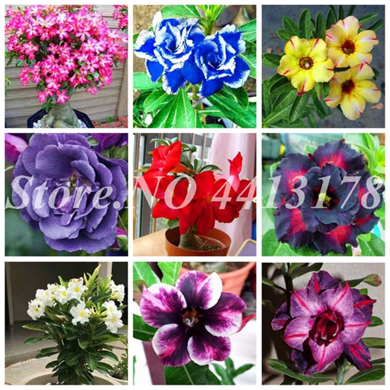 

Free Shipping 5 pcs/ bag Desert Rose Bonsai plant seeds Garden Home Pot Balcony Flower Adenium Obesum Bonsai Flowerpots Plant (Mixed Color)