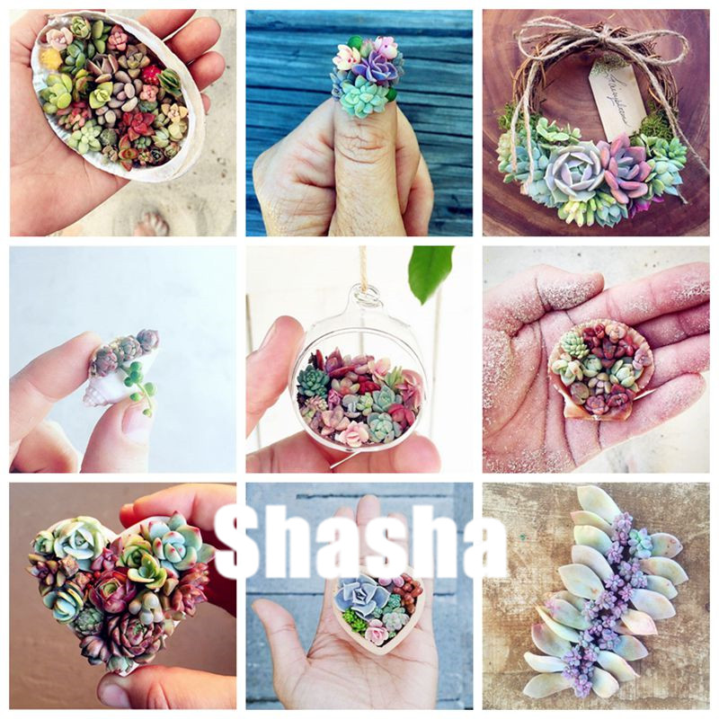 

Sales! 200 Pcs Seeds Flower Pots Planters Mini Succulent Bonsai Echeveria Succulents Plants Bonsai Flower Indoor Plant For Home Garden