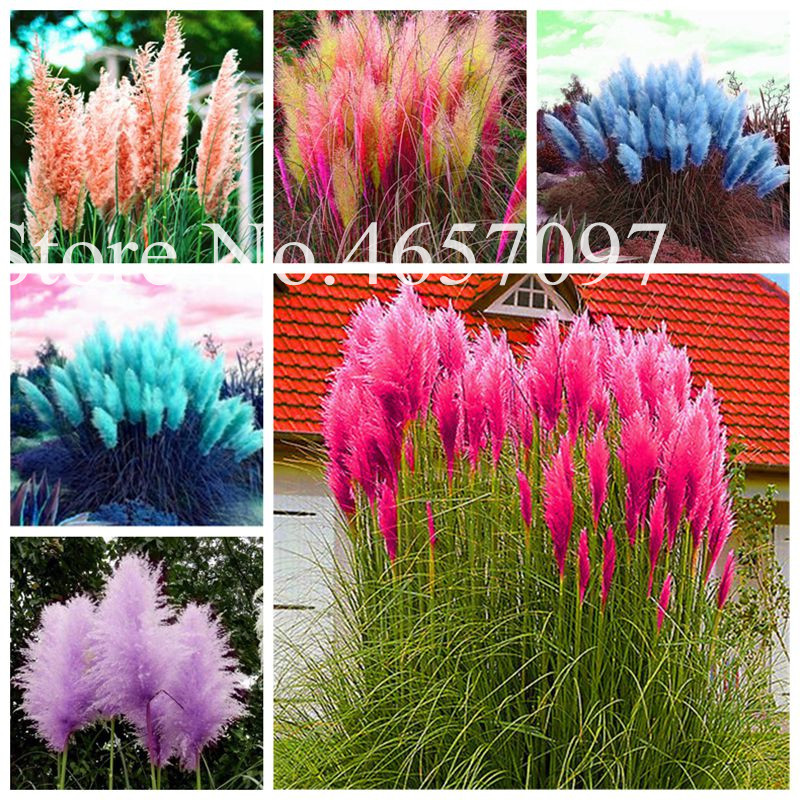 

2020 Hot sale New Arrival seeds plant bonsai flowers Potted gift bonsai, Pampas Grass Plant,Cortaderia Selloana Grass 500Pcs