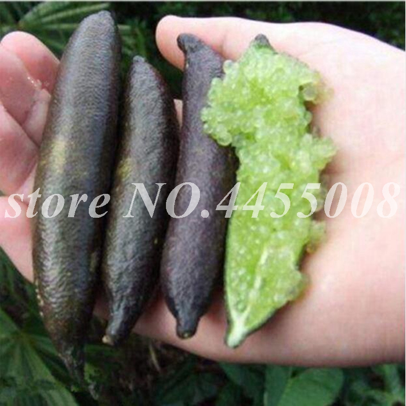 

Hot Sale!200 Pcs Seeds Novel Finger Limes Citrus Pomegranate Mix Colors Delicious Juicy Fruit Planta Bonsai for Home Garden Planting