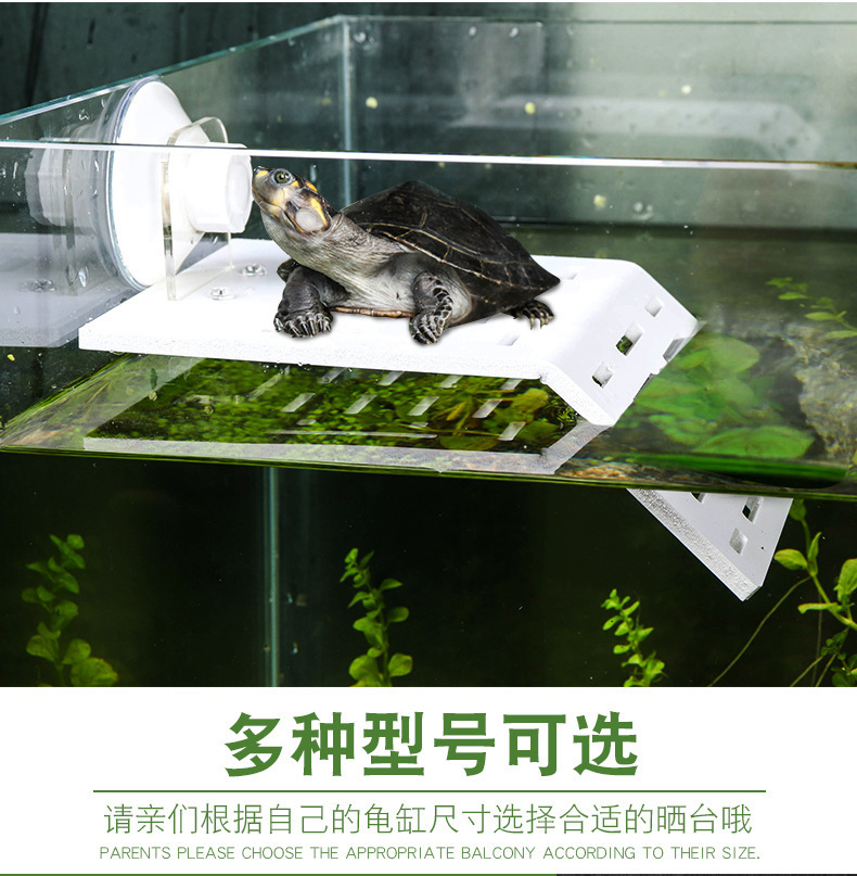 tortoise for fish tank