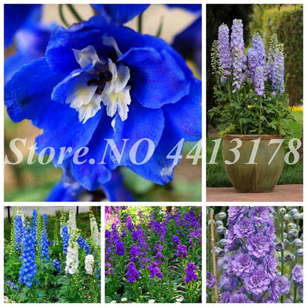 

100 pcs/ bag Exotic Delphinium Outdoor Bonsai Potted Blooming Rocket Larkspur Flower Tohumlar Garden Plant De Flore