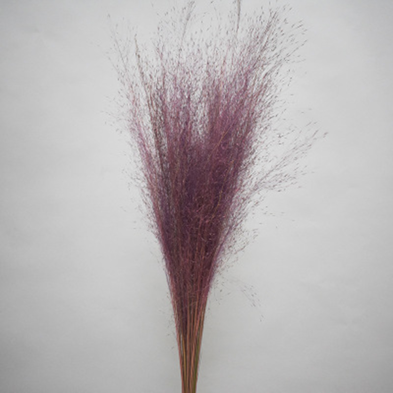 

The Best' 50 Stems Dry Flowers Small Pampas Grass Phragmites Communis Dried Flowers Bouquet for Wedding 889, Green