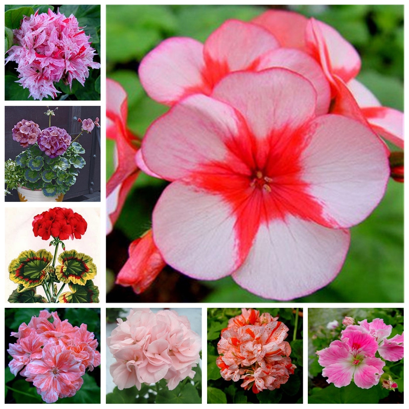 

400 pcs Seeds Bonsai Two-color Geranium Plant Perennial Flower Pelargonium Peltatum Flowers Potted Geranium Potted Planta for Garden