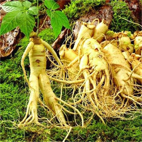 

100 Pcs/Lot Seeds Hot Sale!Chinese Ginseng , Panax ginseng flores , Potted Bonsai Plant Flower plantas for Home Garden Easy to grow
