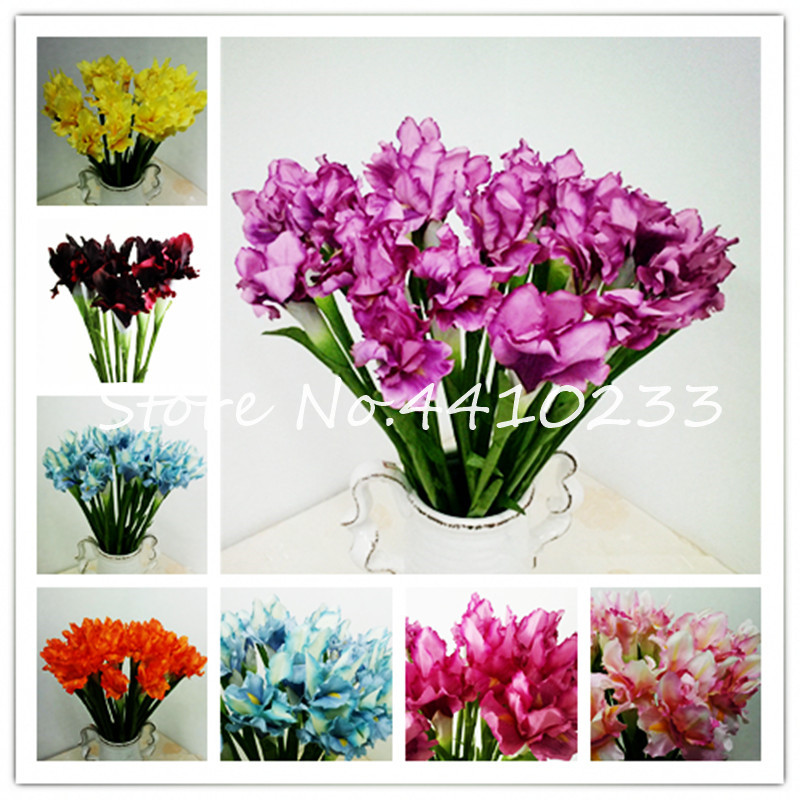 

100 Pcs Tectorum Iris Perennia Flower Bonsai plant seeds Rare Flower Bearded Iris,Nature Plants Orchid Dwarf Bonsai Diy For Garden Easy Grow