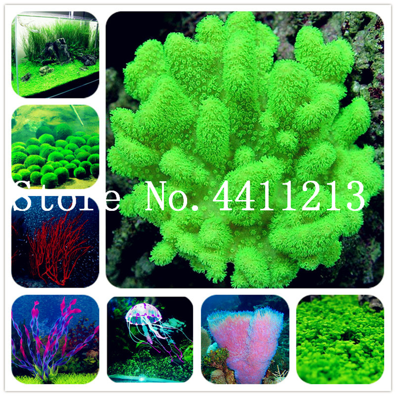 

200 Pcs Hot Pellia For Live Fish Moss Fern Aquarium Plant seeds Java Fish Tank Aquatic Bonsai Landscape Decoration Ornament Air Purification