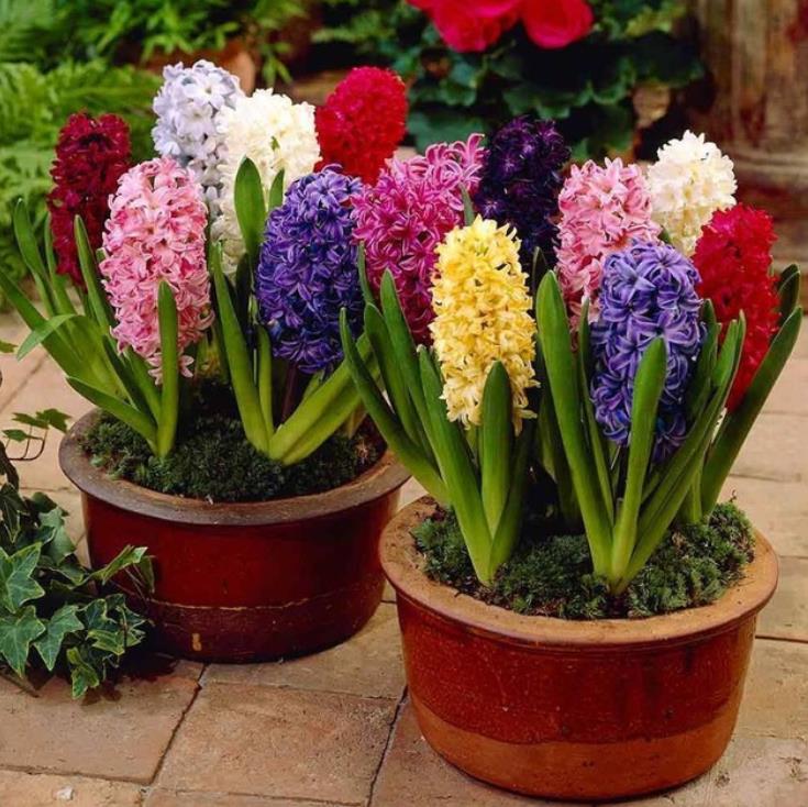 

100pcs Hyacinth Bonsai Perennial Hyacinth potted plant Indoor Plant Easy Grow In Pots Bonsai plant flower for home garden